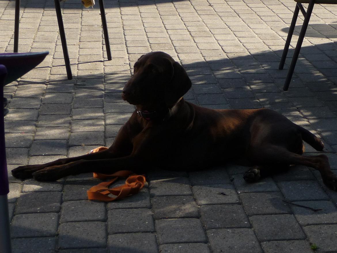 Korthåret hønsehund *Diana* billede 6