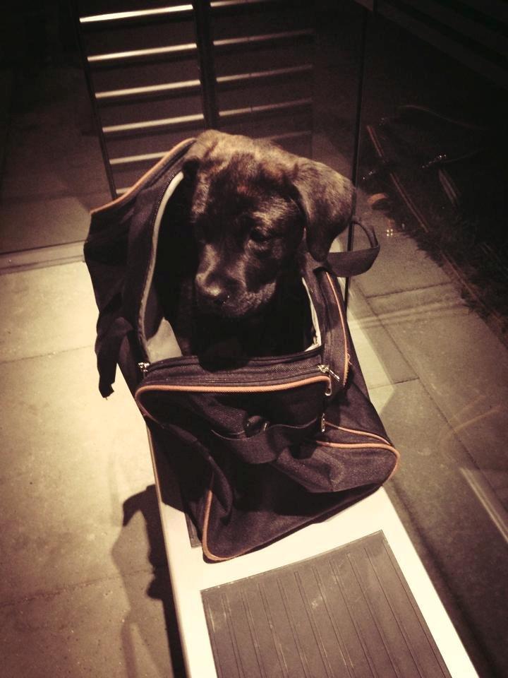 Cane corso Kayla billede 1