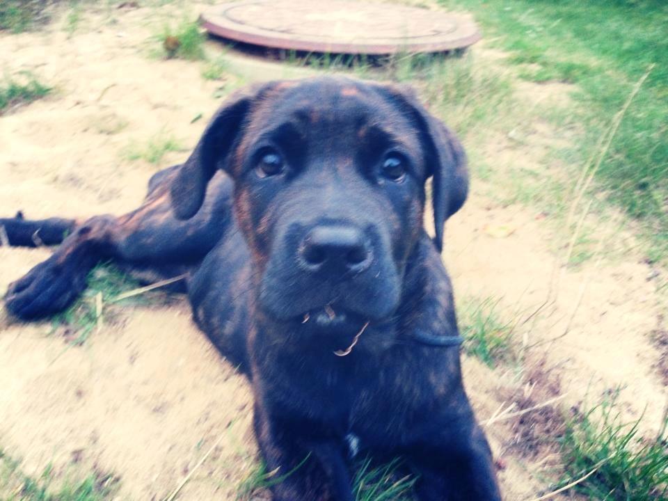 Cane corso Kayla billede 2