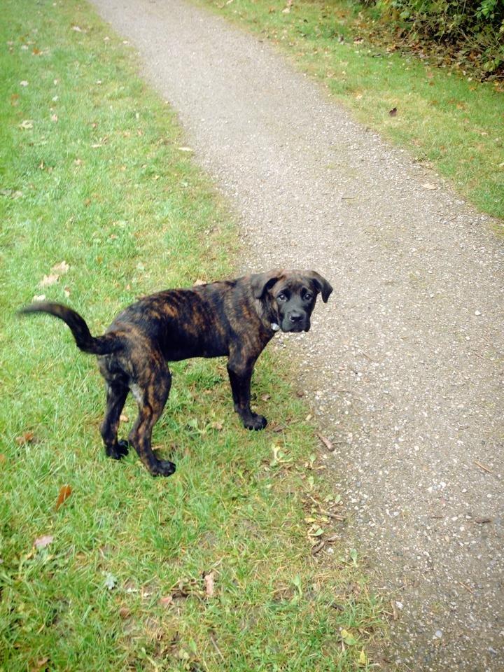 Cane corso Kayla billede 3