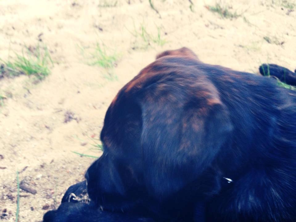 Cane corso Kayla billede 4