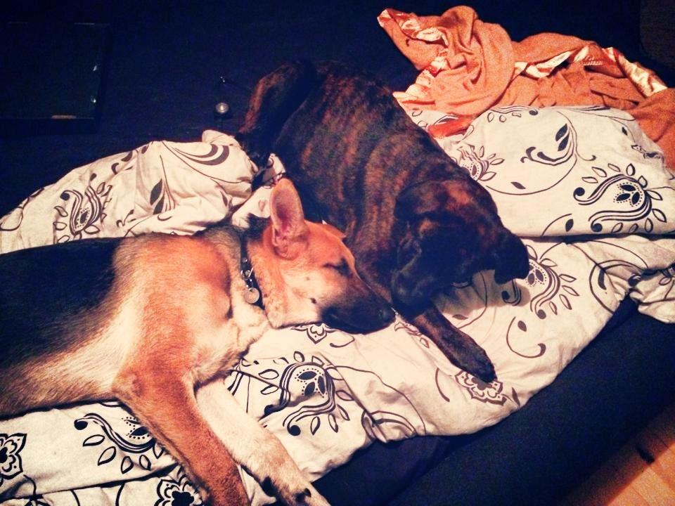 Cane corso Kayla billede 5