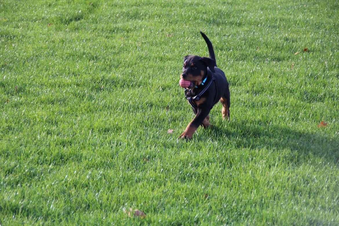 Rottweiler Vindelsbo Imilla - Kaldenavn Asrah - Asrah 11 uger gammel, søndag d. 17/11-13 billede 16