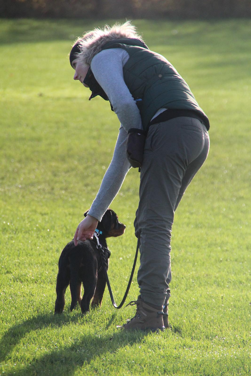 Rottweiler Vindelsbo Imilla - Kaldenavn Asrah - Mig og Asrah, 11 uger gammel, søndag d. 17/11-13 billede 15