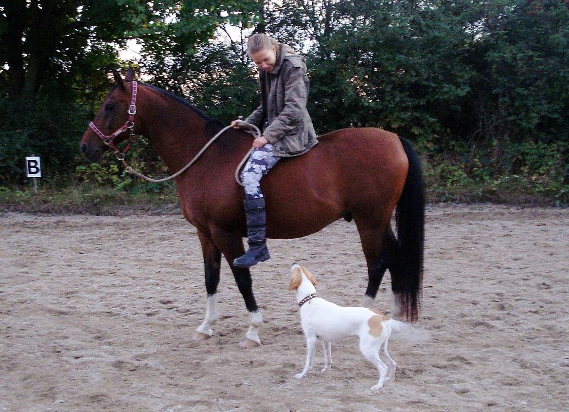 Blanding af racer Joey Moe billede 14