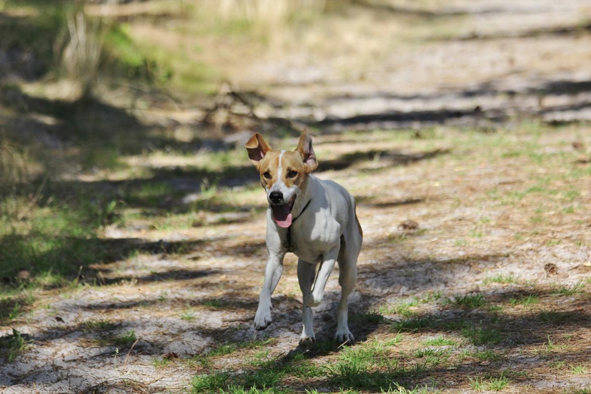 Blanding af racer Joey Moe billede 16