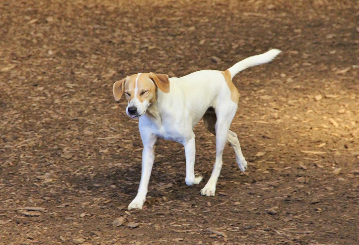 Blanding af racer Joey Moe billede 17