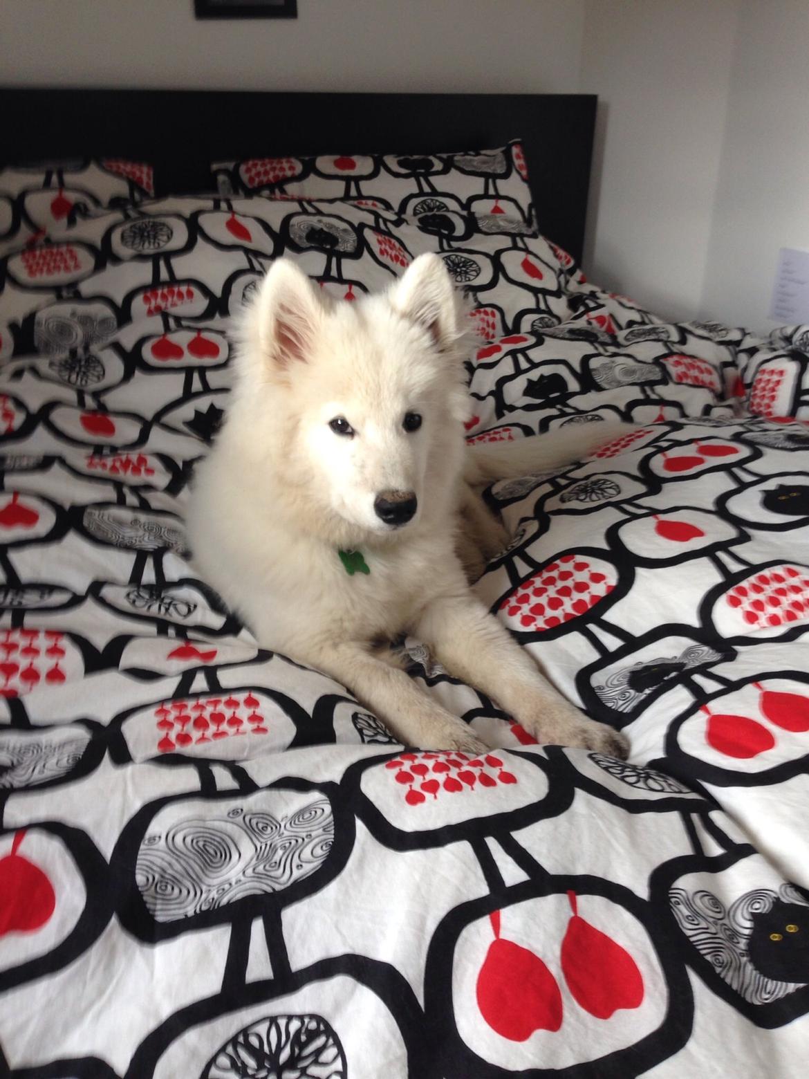 Samojedhund Loui billede 2