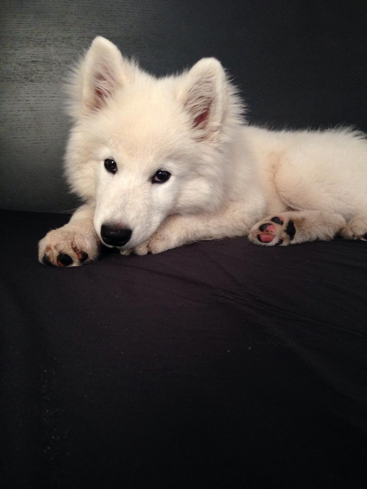 Samojedhund Loui billede 3