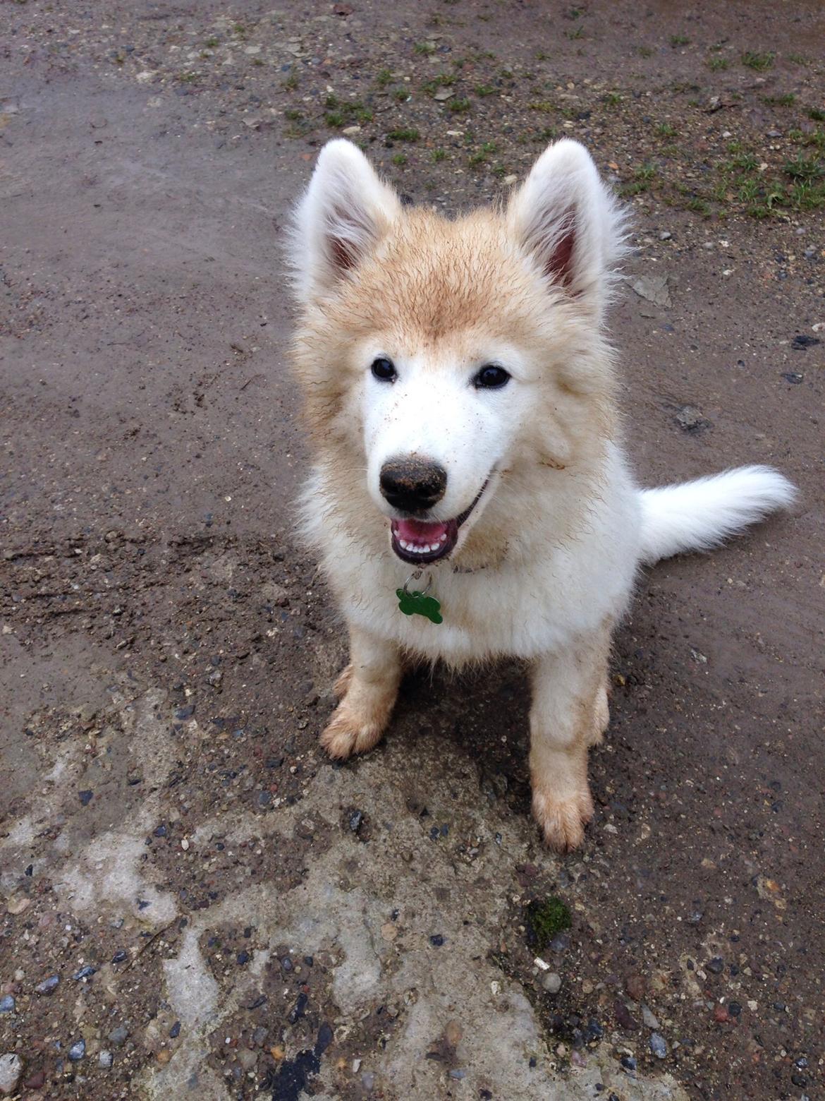 Samojedhund Loui billede 4