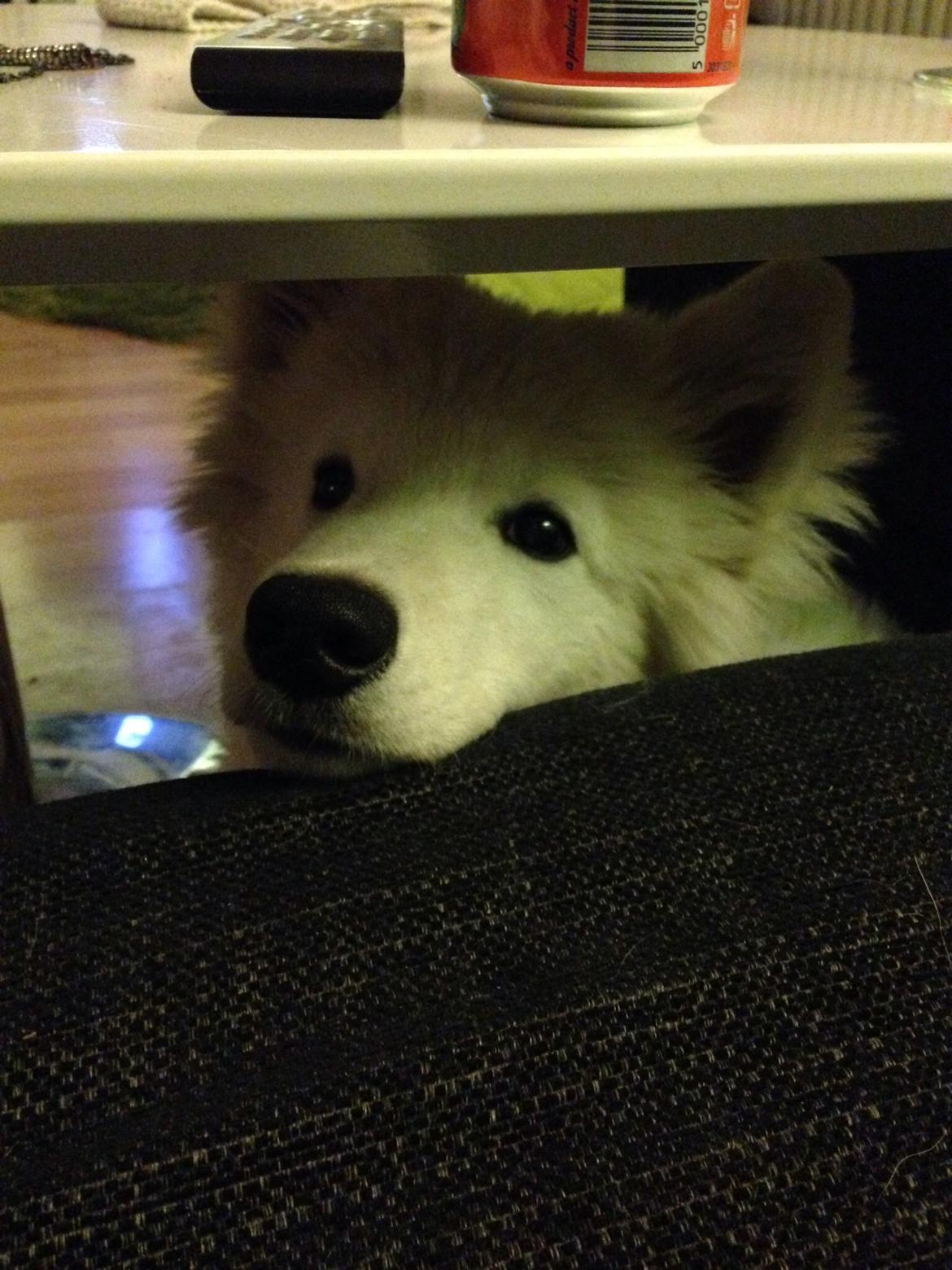 Samojedhund Loui billede 5