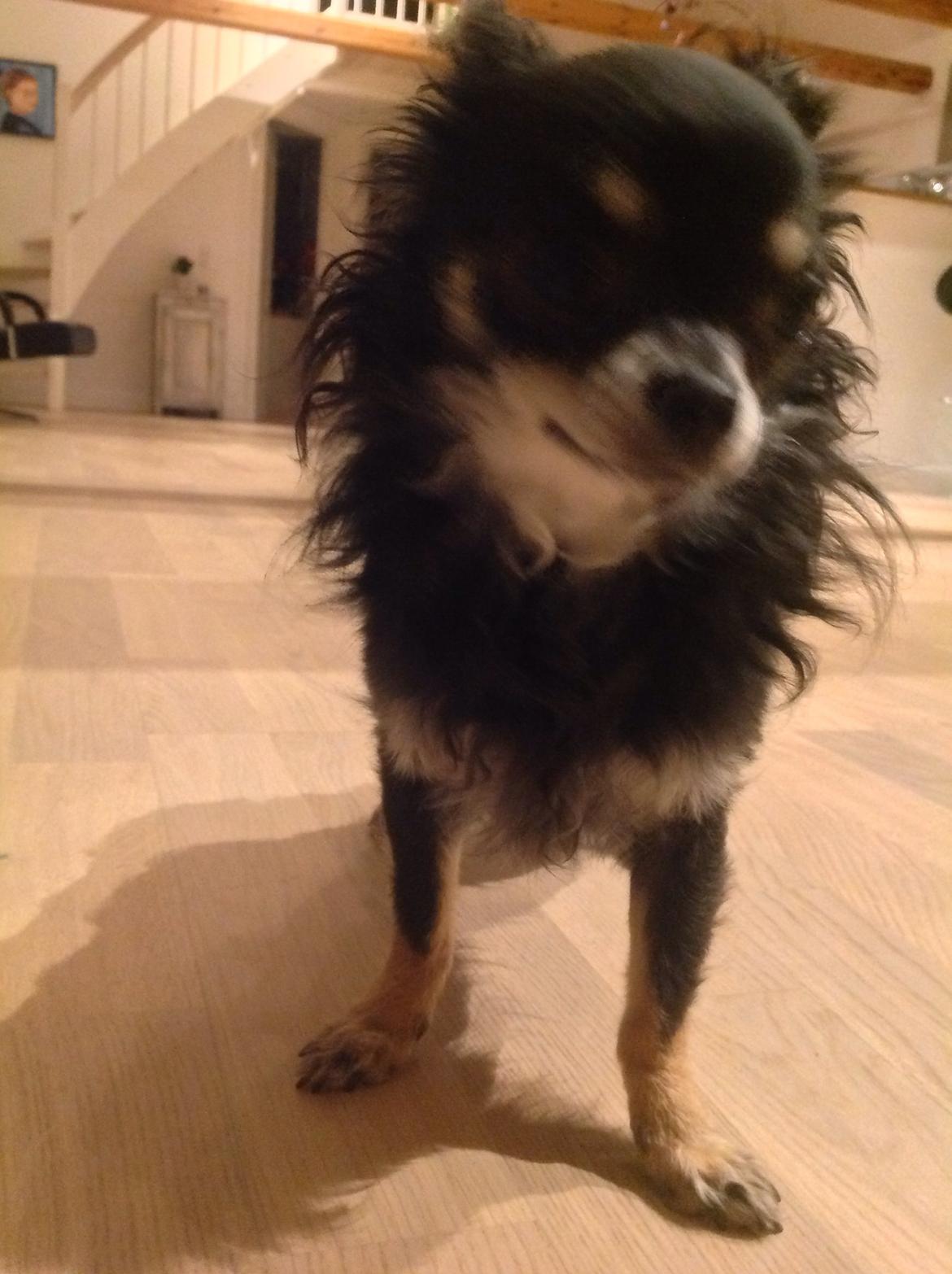 Chihuahua Otto billede 1