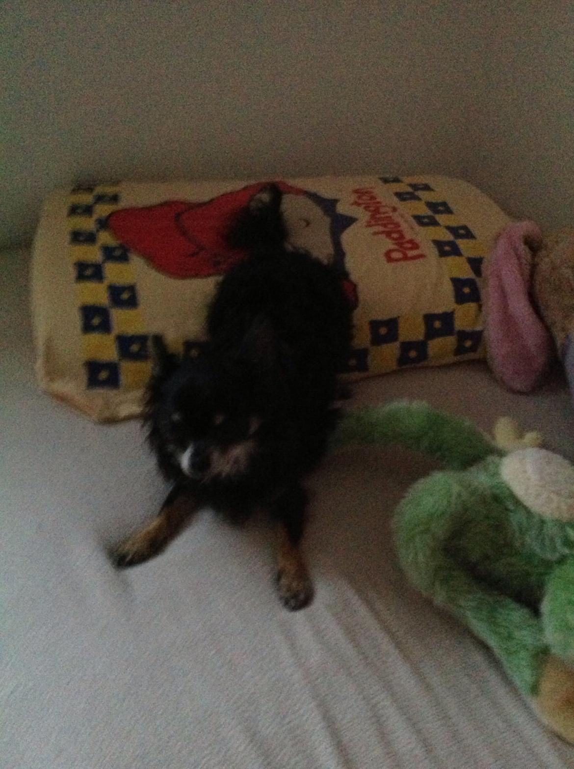 Chihuahua Otto billede 2