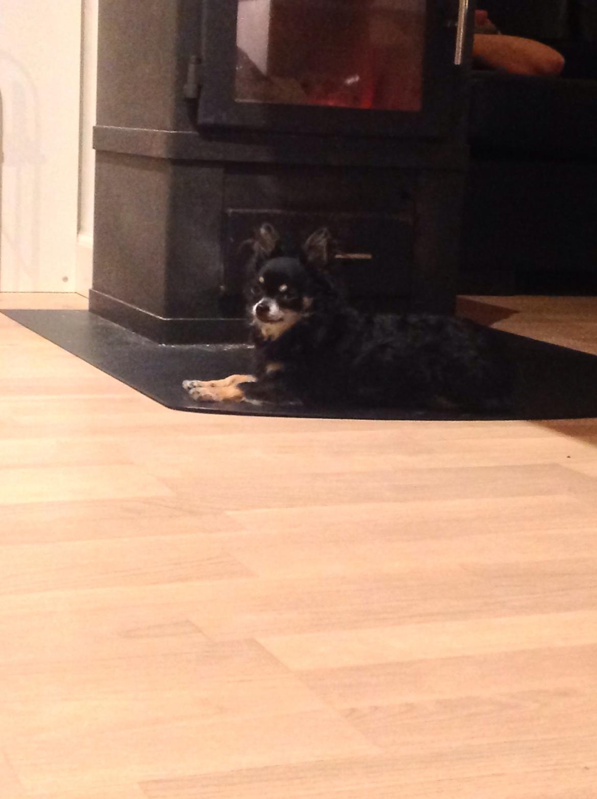 Chihuahua Otto billede 3