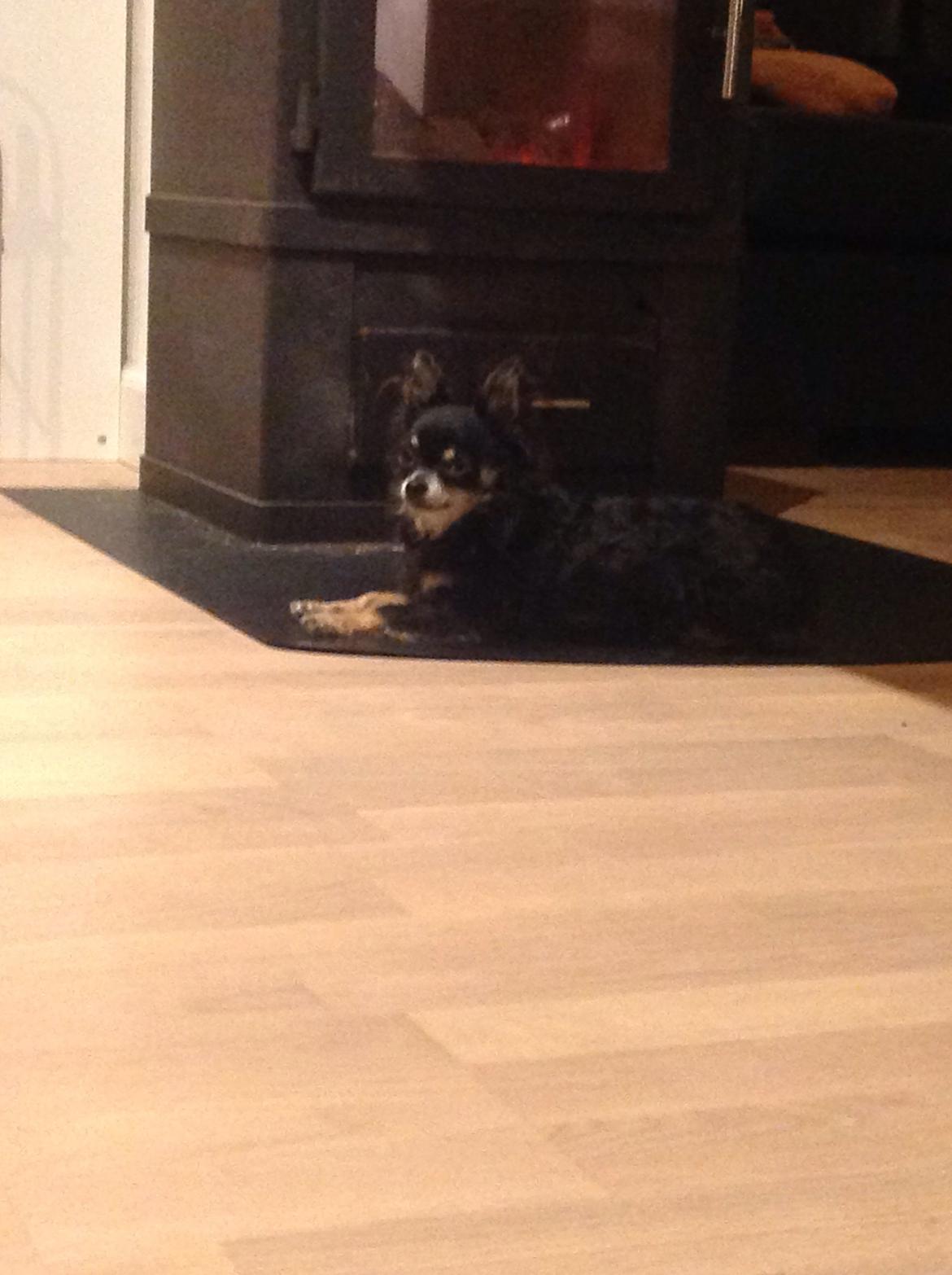 Chihuahua Otto billede 4