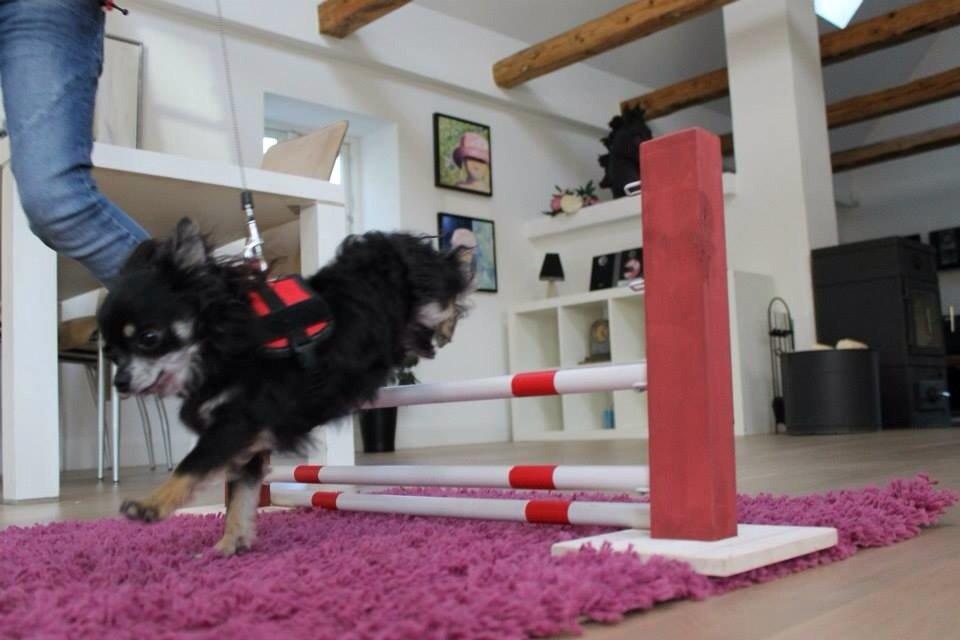 Chihuahua Otto billede 5