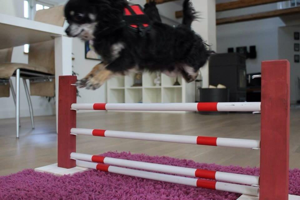 Chihuahua Otto billede 6