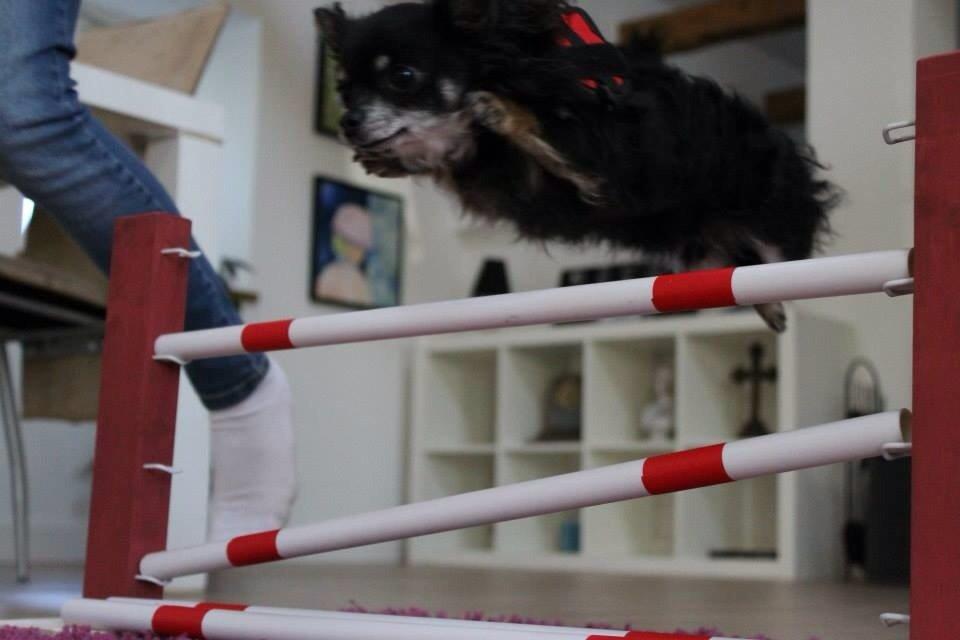 Chihuahua Otto billede 7