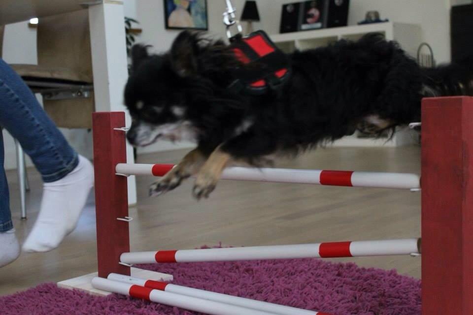 Chihuahua Otto billede 8