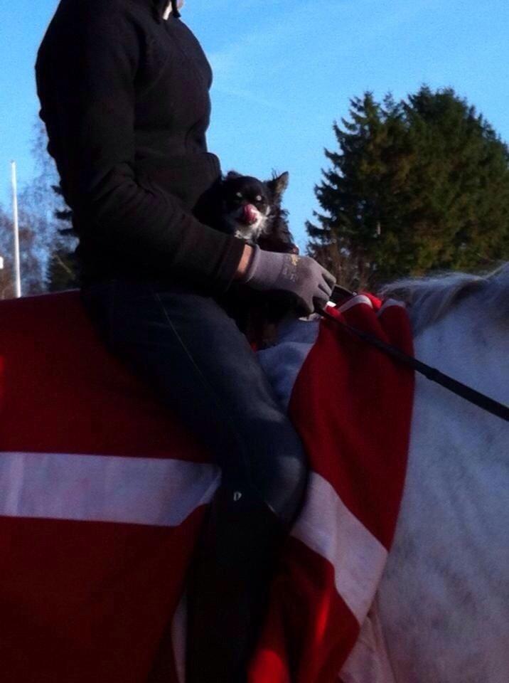 Chihuahua Otto billede 9