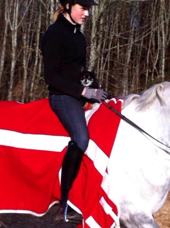 Chihuahua Otto billede 10