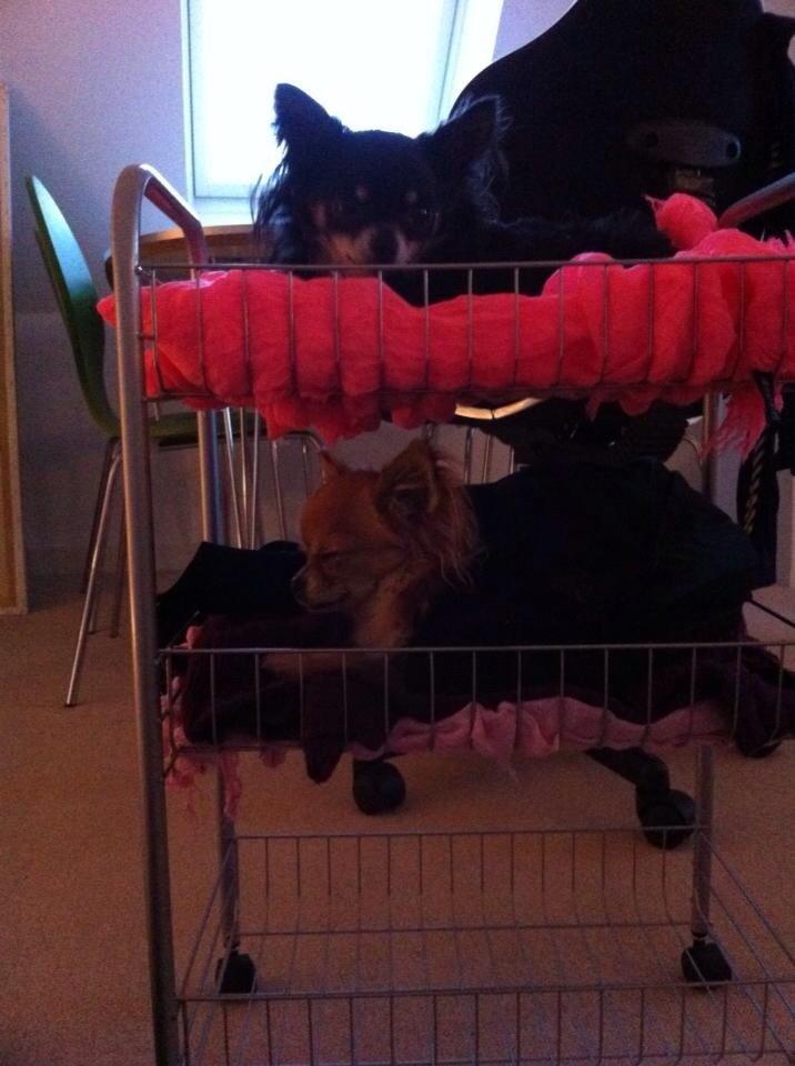 Chihuahua Otto billede 11