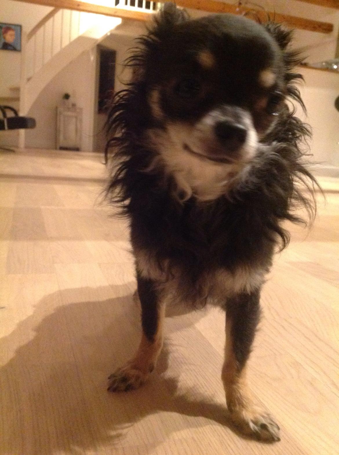 Chihuahua Otto billede 12