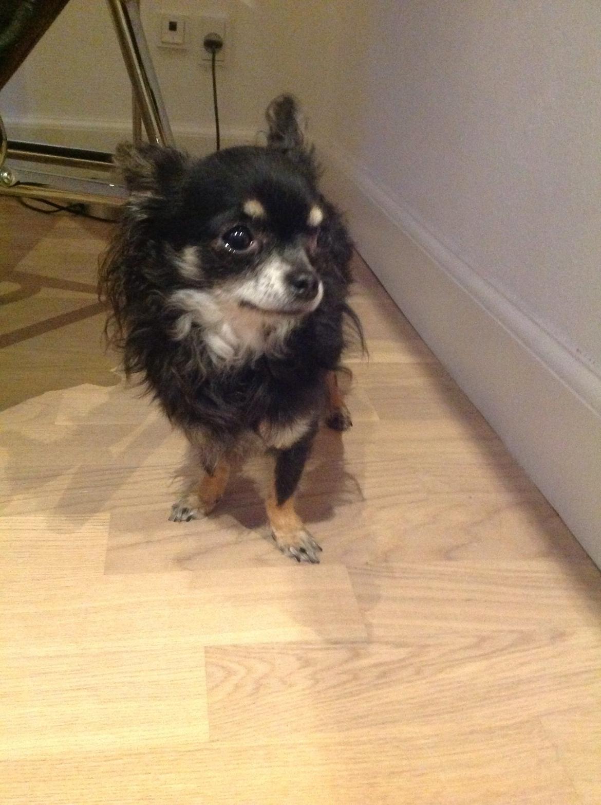 Chihuahua Otto billede 13