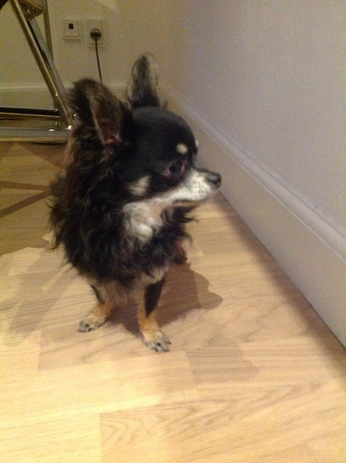 Chihuahua Otto billede 14