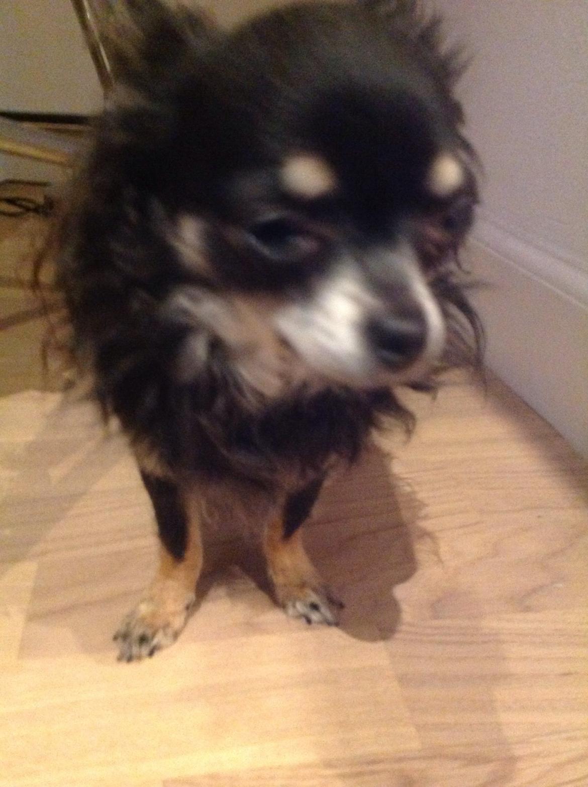 Chihuahua Otto billede 15