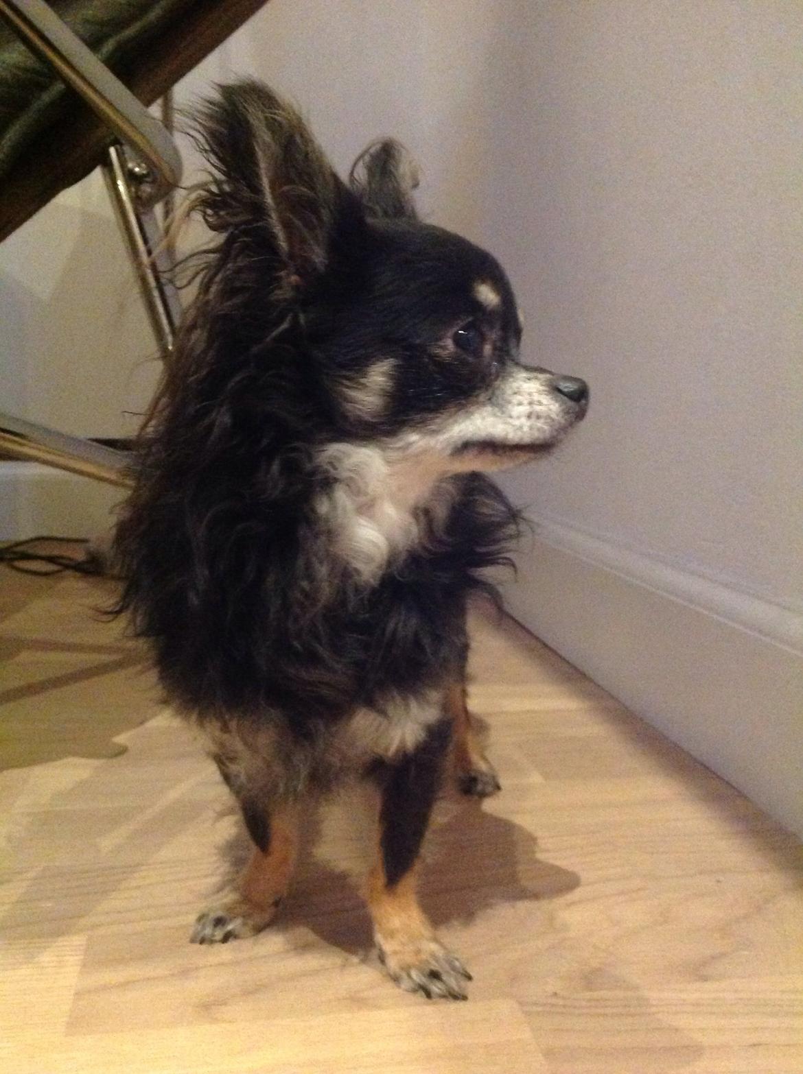 Chihuahua Otto billede 16