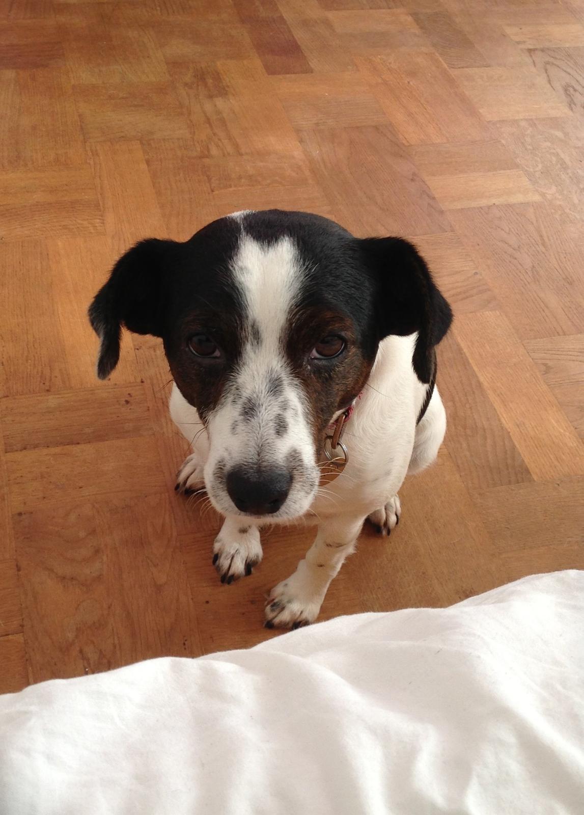 Jack russell terrier Frede billede 1