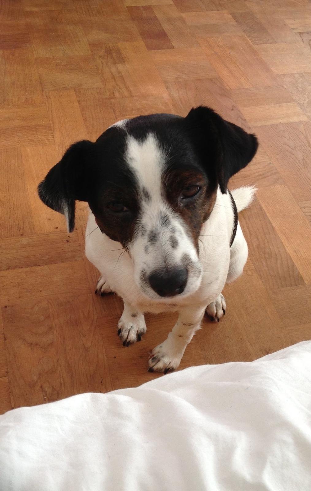 Jack russell terrier Frede billede 2