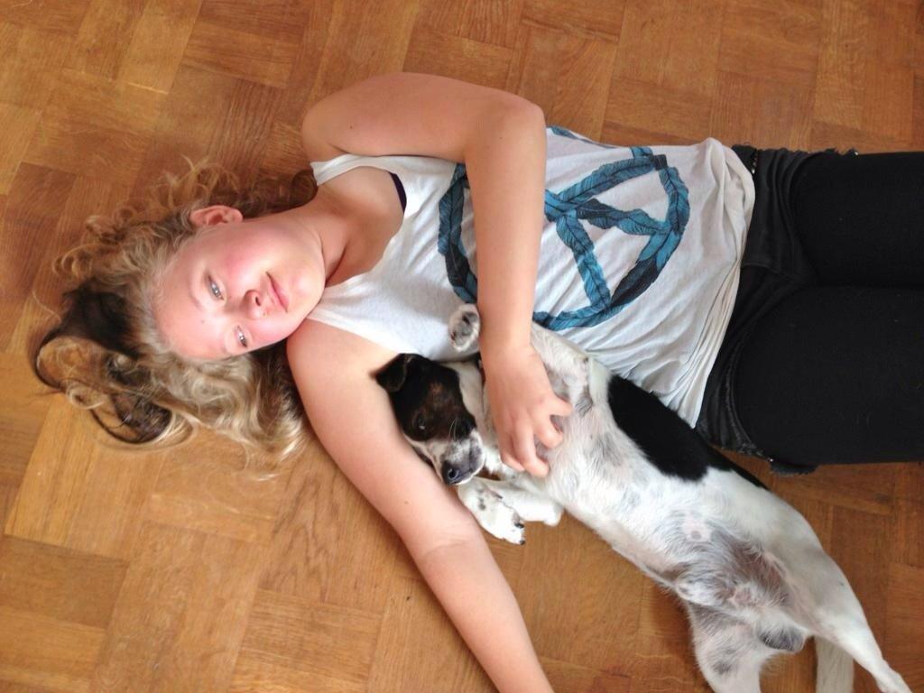 Jack russell terrier Frede billede 3