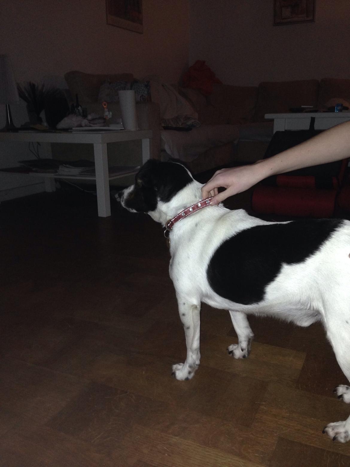 Jack russell terrier Frede billede 4
