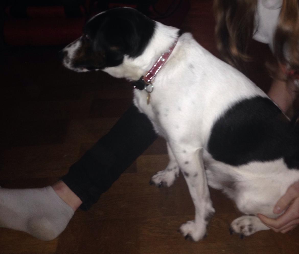 Jack russell terrier Frede billede 5