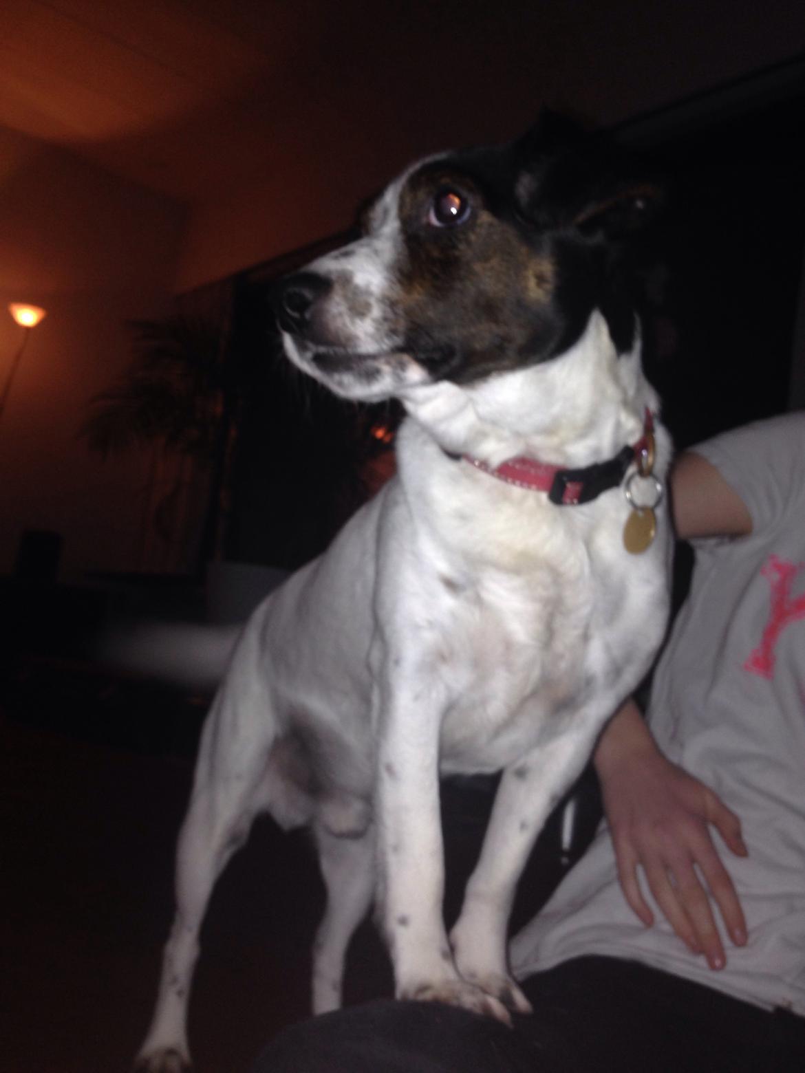 Jack russell terrier Frede billede 6