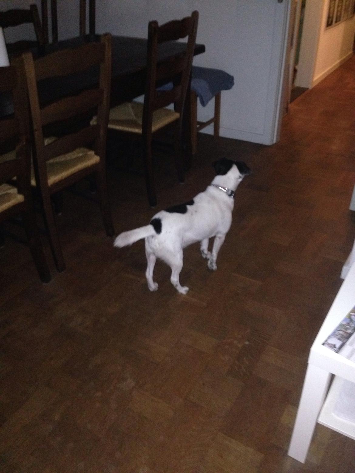 Jack russell terrier Frede billede 7