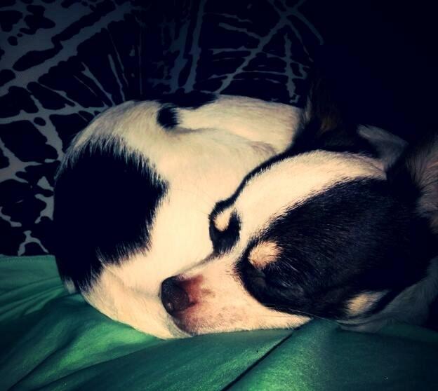 Chihuahua Robin billede 8