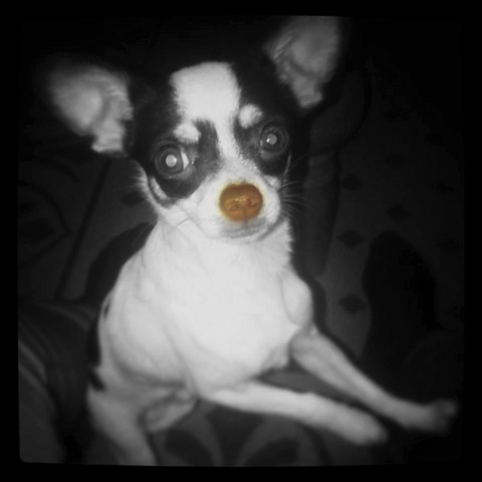 Chihuahua Robin billede 9