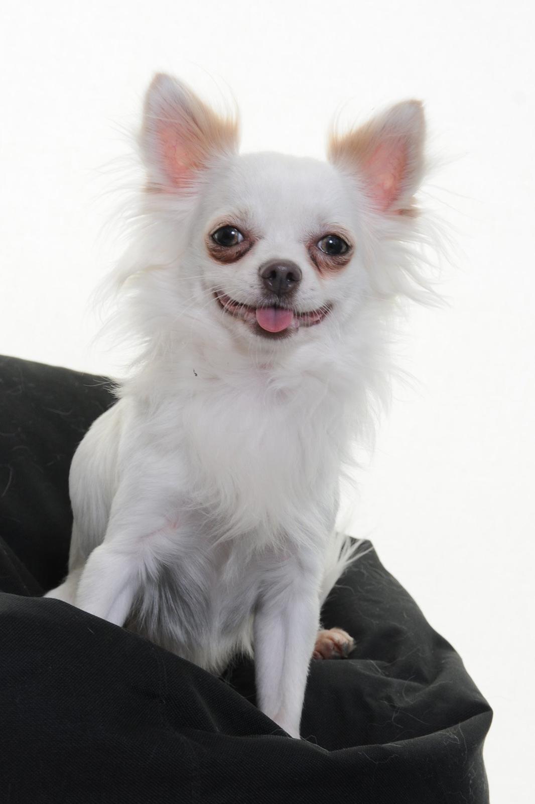 Chihuahua Coco billede 1