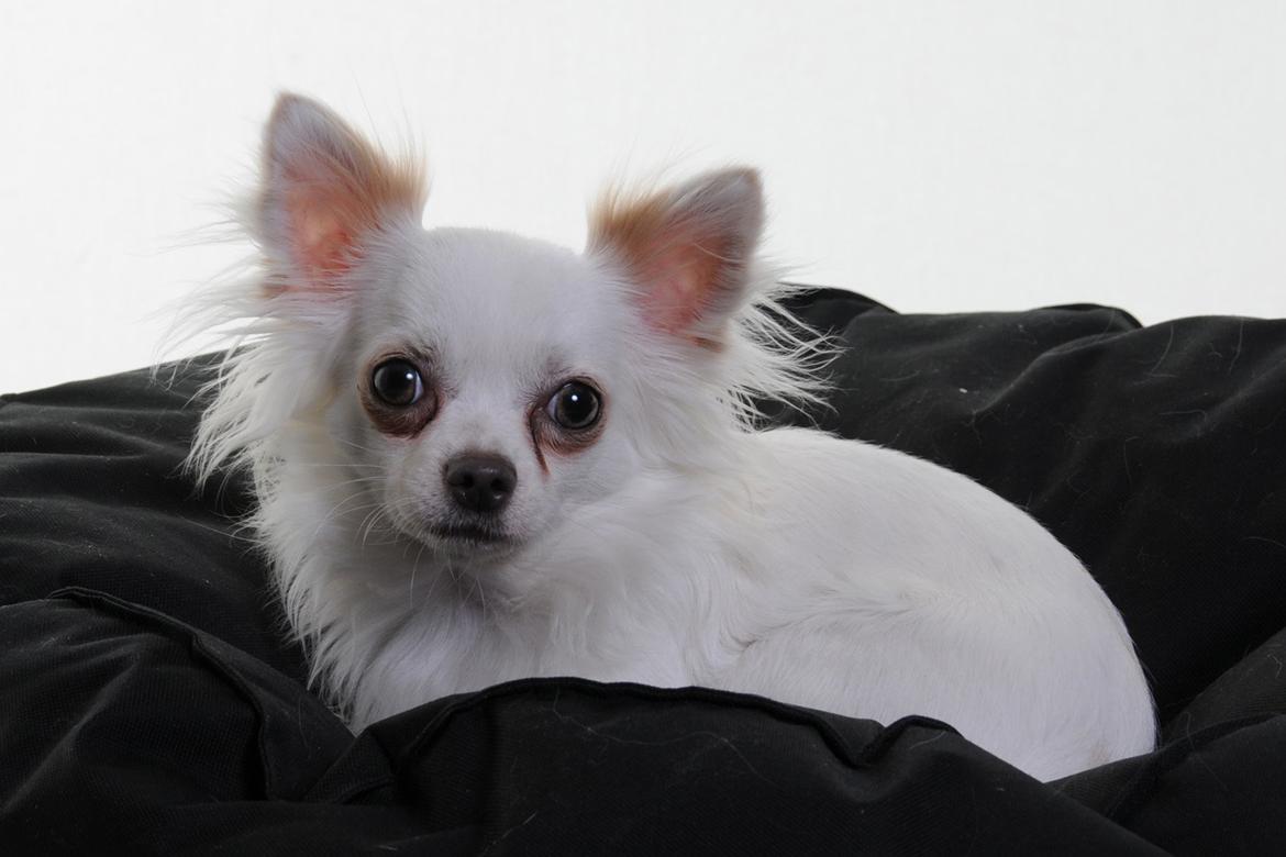 Chihuahua Coco billede 2