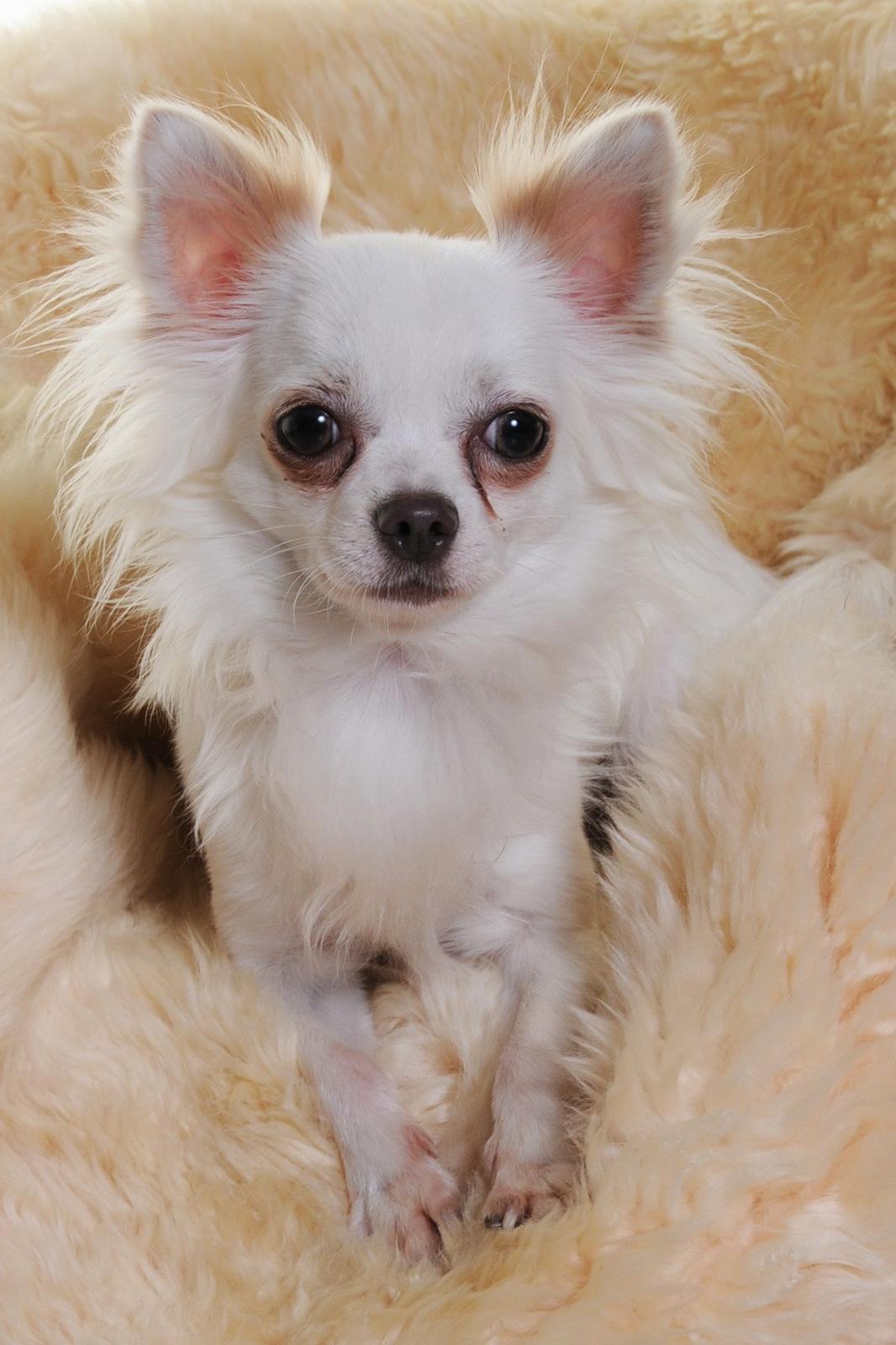 Chihuahua Coco billede 3