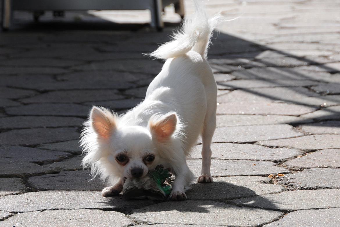 Chihuahua Coco billede 4