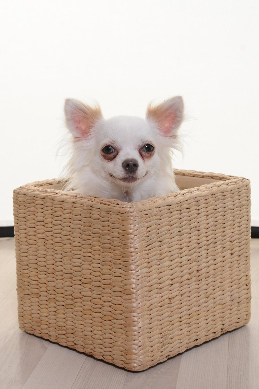 Chihuahua Coco billede 5
