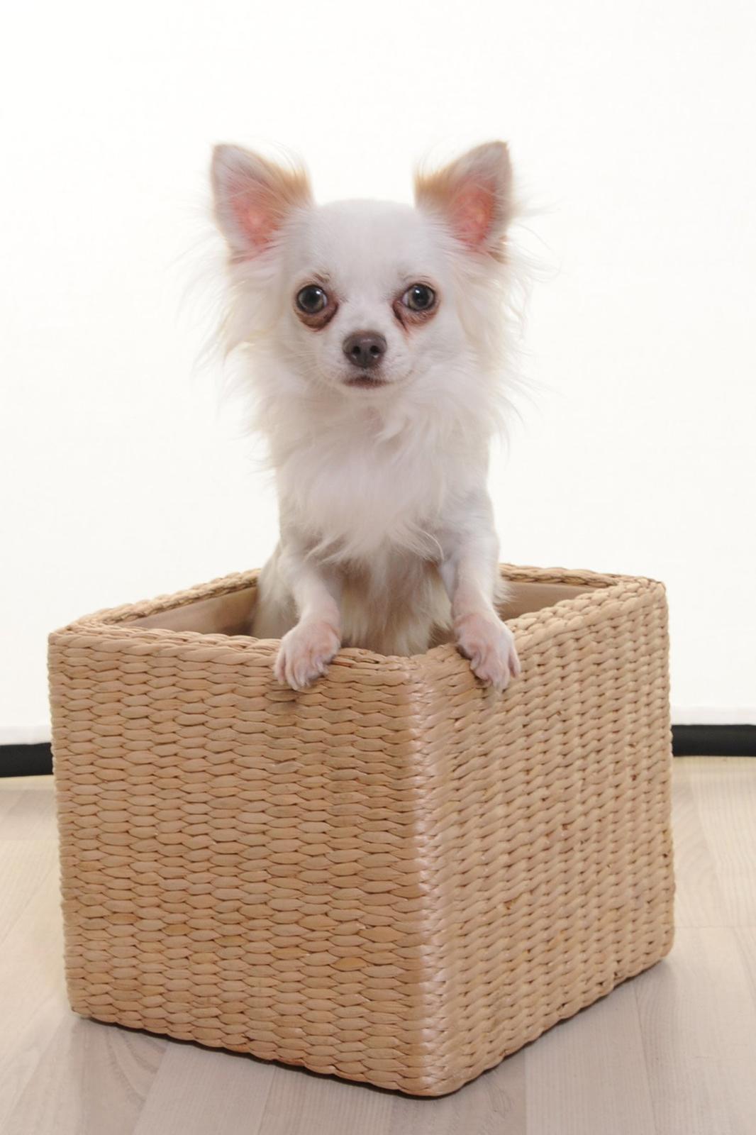 Chihuahua Coco billede 6