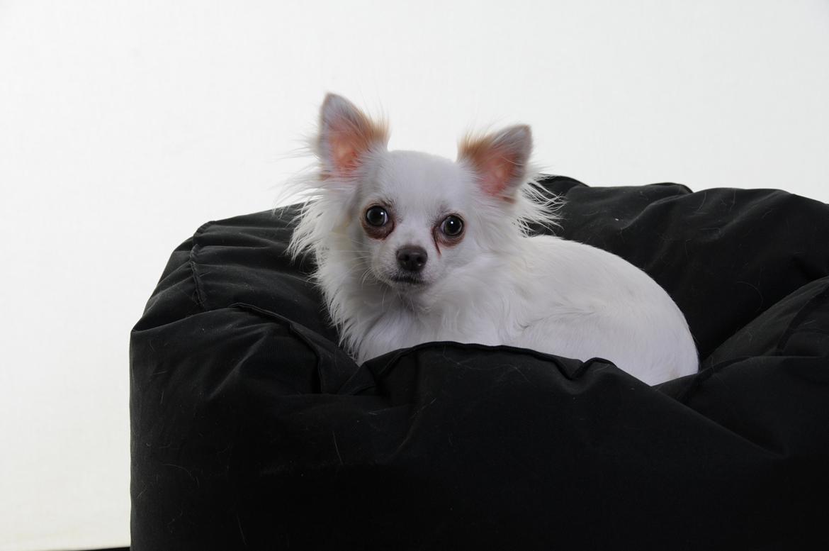 Chihuahua Coco billede 7