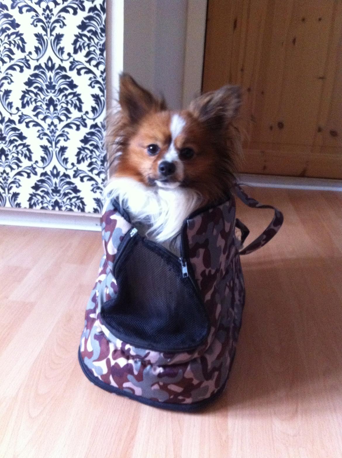 Papillon Aslan - Fjollehunden, vil ikke ud af hans "baby" taske. billede 3