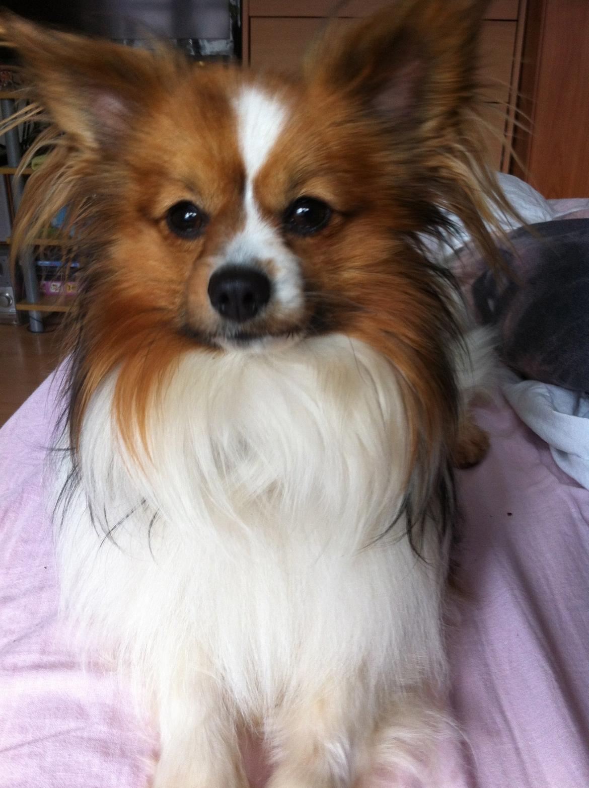 Papillon Aslan billede 4
