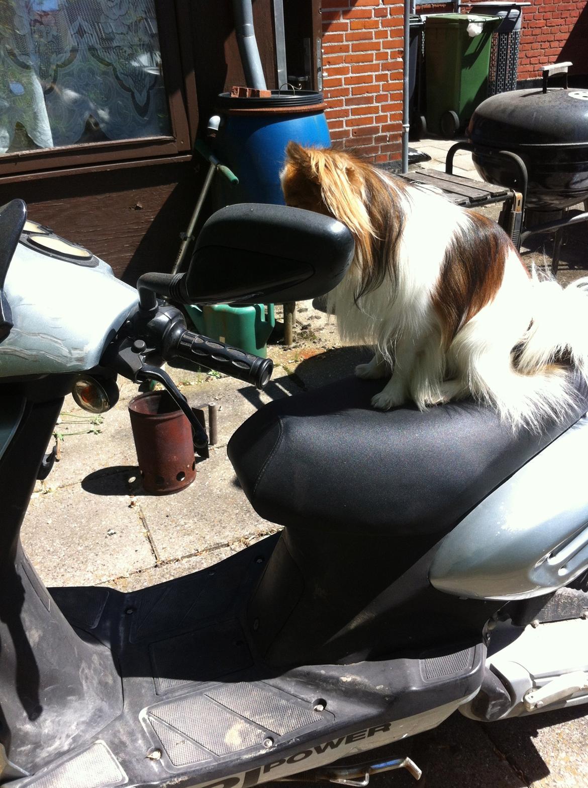 Papillon Aslan billede 5